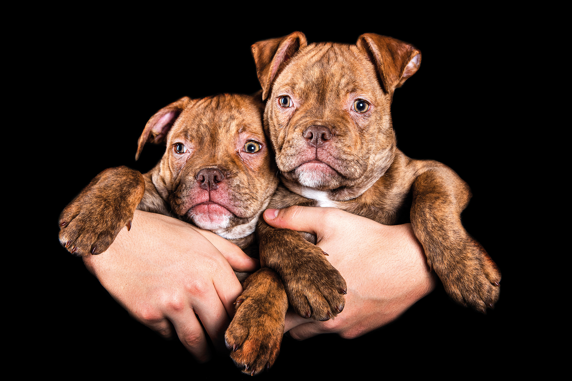 Hundeshooting, Hundebabys, Familienfotografin